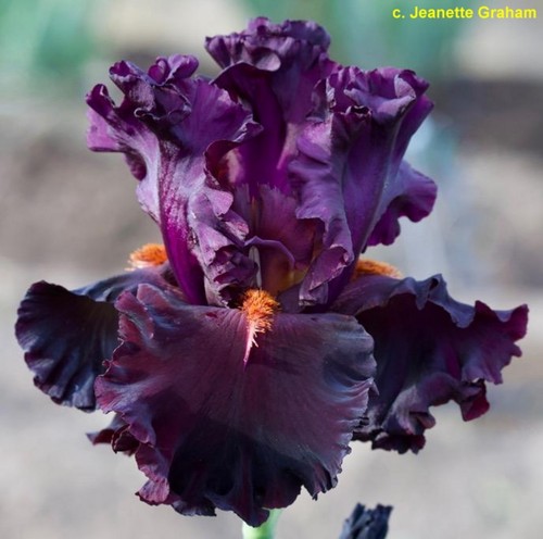 Iris smoldering - tb,,