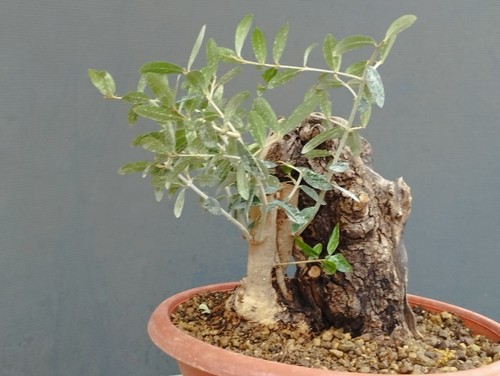 Bonsai olivastro robusta - olivastro,