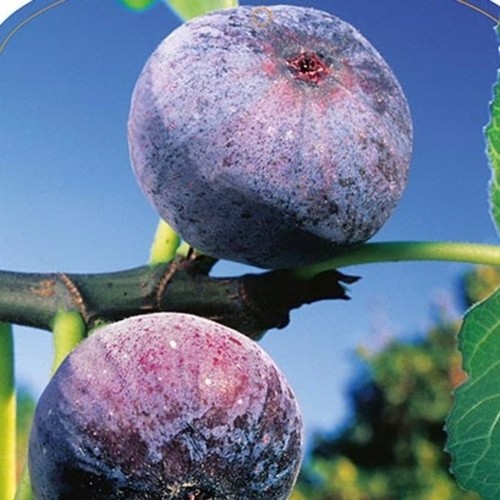 Pianta frutto fico - fico, in