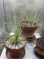 35 Semi  di DROSOPHYLLUM LUSITANICUM (Pianta Unica E Rara)
