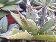 RARE Agave titanota