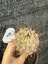 Piante succulente Copiapoa