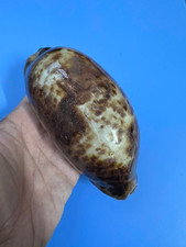 141 mm | Cypraea Testudinaria