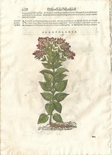 Stampa antica MATTIOLI