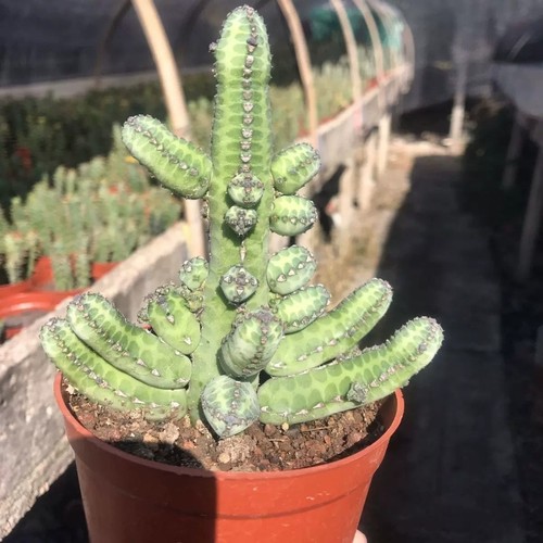 Pianta cactus succulenta - pianta,