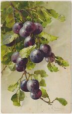 CARTOLINA FRUTTA MIRTILLI KLEIN - POSTCARD FRUIT BLUEBERRY SIGNED KLEIN
