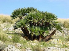 Chamaerops humilis var
