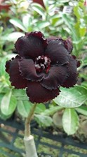 5 semi Adenium obesum BLACK