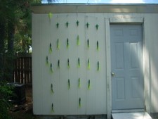 14 Green/Chartreuse 9"