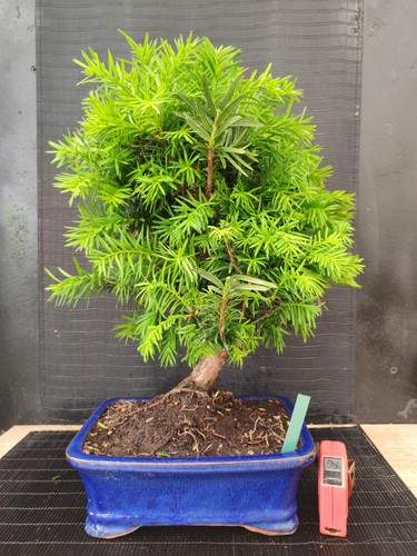 Bonsai tasso cm visita - 42,