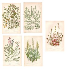 Antique FLOWERS FIELD 5 SHEETS