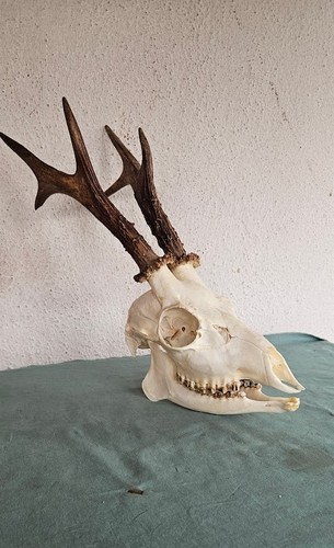 Teschio cranio capriolo - cranio,