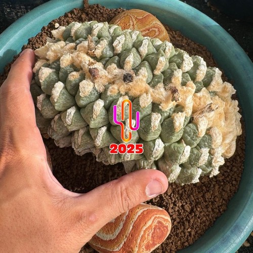 Ariocarpus fis lloidii - fis.,