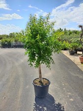 Punica granatum pianta - pianta, di