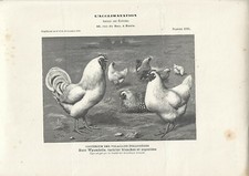 Stampa antica GALLI e GALLINE razza WYANDOTTE 1908 Antique print