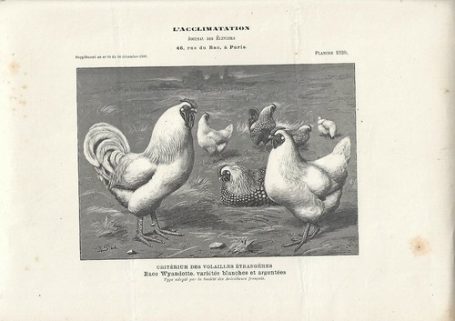 Stampa antica galli galline - antica, e