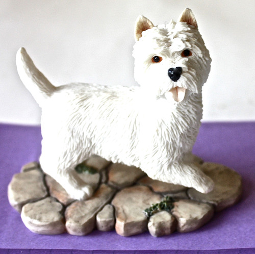 West highland white terrier - highland,