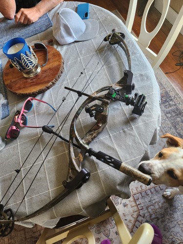 Hoyt zr100 compound bow - hoyt,