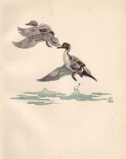 Stampa Vintage Di Uccelli ~