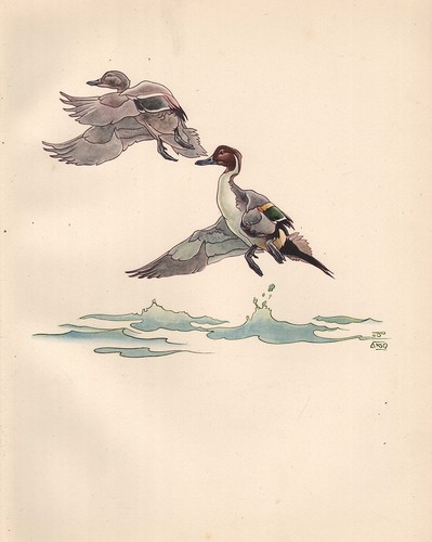Stampa vintage uccelli - stampa, ~
