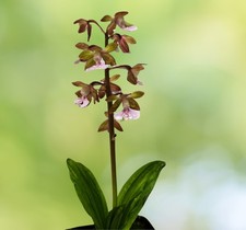 Pianta orchidea giardino - orchidea, da