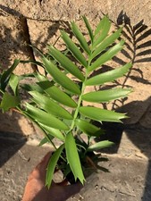 Encephalartos Arenarius