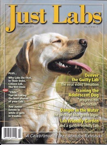 Just labs dog - just, denver