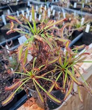 Drosera capensis "Vogelgat"