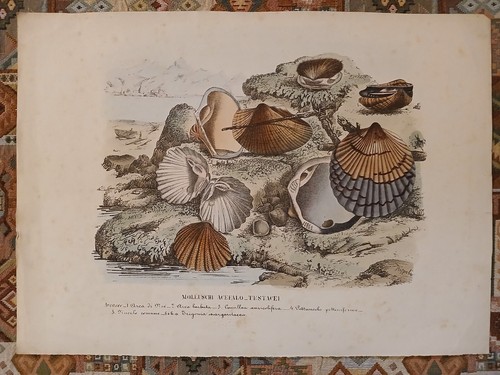 Litografia 1863 molluschi - 1863,