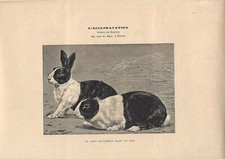 Antique print dutch - dutch, breed