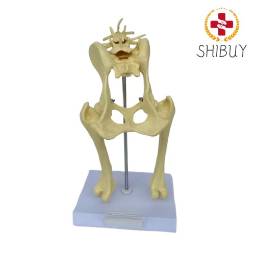 Osteoporosi modello anca cane - osteoporosi,