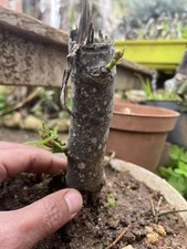 Bonsai Fico comune "Ficus