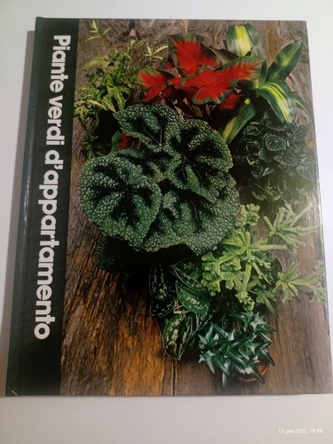 Piante verdi appartamento - piante,