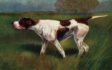 NORFINI - Cane da Caccia - Hunting Dog - NV - #030
