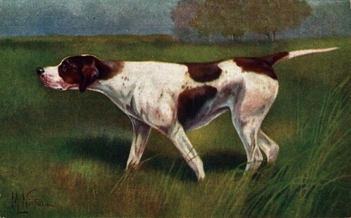 Norfini cane caccia - cane, da