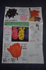 1955 US Bulb Corpo olandese