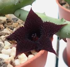 1 Stelo a radice  Nuda Fiore in foto WEB Pianta grassa Huernia Pendurata