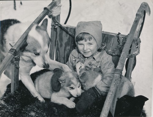 Sled dog 1950 - c.,