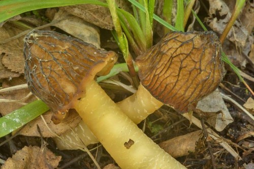Verpa bohemica early morel - bohemica,