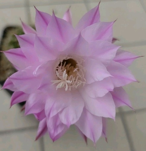 Cactus echinopsis al20 e05 - cactus,