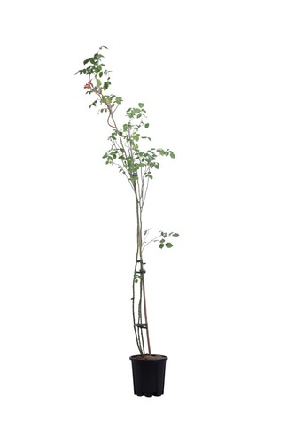 Pianta vera rosa rampicante - vera, di