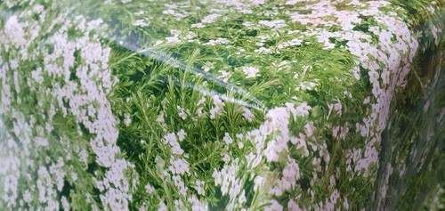 Tovaglia verde felce erba