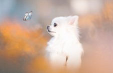Fotomurale-CUCCIOLO
