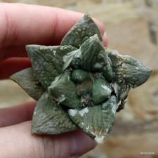 K086 ARIOCARPUS special price