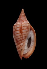 SHELL VOLUTA HARPULINA