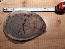 Fetta di noce spessore 2