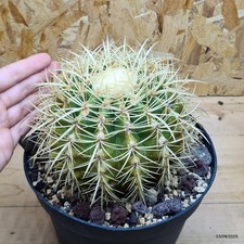Echinocactus grusonii spina