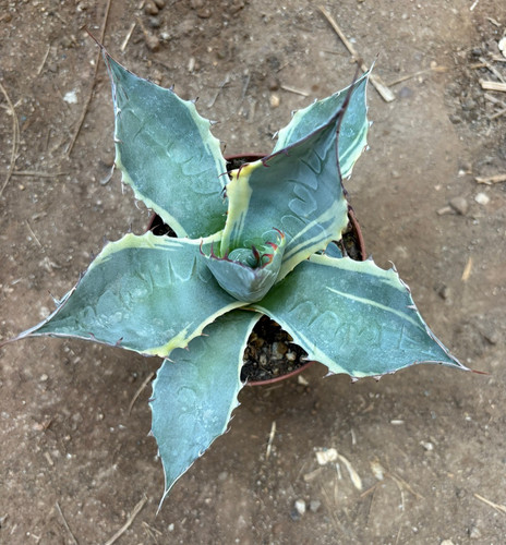 Agave parrasana variegata - parrasana,