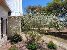 Fresh Anacacho Orchid Tree