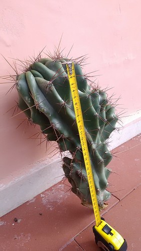 Cactus cereus monstrous
